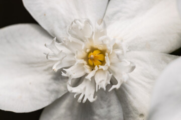Fototapeta na wymiar close up of a flower