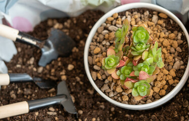 succulent in a white pot, 