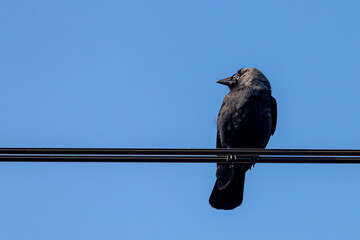 The western jackdaw perched on electric cable line with blue sky, Coloeus monedula also known as the Eurasian jackdaw in its natural habitat, A passerine bird in the crow family, Living out naturally.