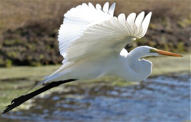 exquisite freedom flight 