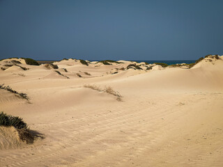 Sand dunes and plants growing in a desert. Bright ground surface, clear blue sky, African afternoon. Selective focus on the details, blurred background.