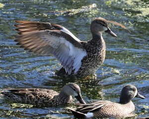On a wing and a prayer