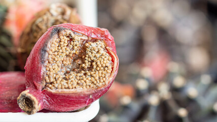 Hundreds of Cactus seeds in their pods ready for expansion.