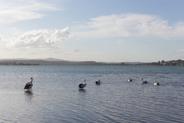 Pelicans on the Lake
