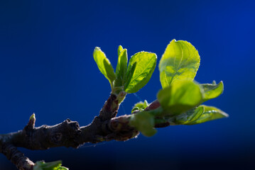 Young green leaves on a blue background. Leaves on a branch. Close-up. Selective focus. The concept of spring - 488574326