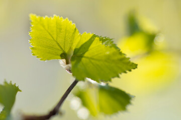 Young green birch leaves.. Leaves on a branch. Blurred background.Close-up. Soft focus. The concept of spring. - 488574366