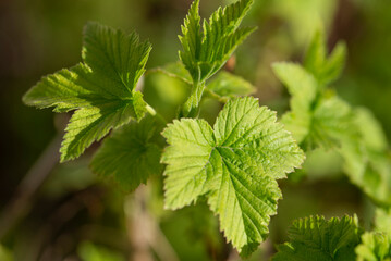 Young green leaves of currant. Currant bush.Close-up. The concept of spring - 488574382