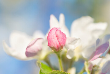 White and pink apple blossoms.Close-up. Soft focus. Blurred background. The concept of spring. - 488574506