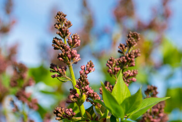 Lilac flowers are blooming. Lilac buds swelled in the garden.Close-up. The concept of spring. - 488574514