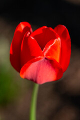 Red tulip flower in the garden. Close-up. The concept of spring - 488574566