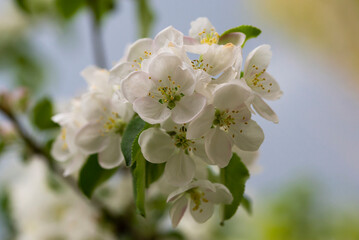 Naklejka na ściany i meble A branch with white apple blossoms in the garden. Close-up. The concept of spring