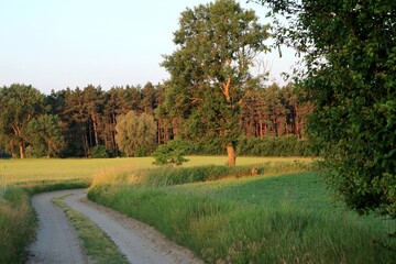 Droga pod lasem © Ireneusz