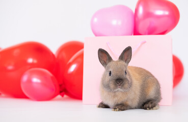 The little bunny rabbit with colorful red pink balloons love pet ra