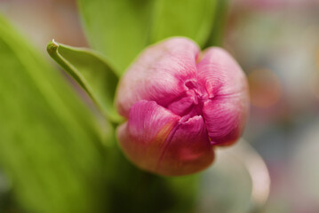 Pink Tulip early blooming