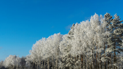 Snow-covered tree branches against the blue sky. Trees are covered with snow and hoarfrost against the blue sky.