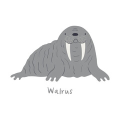 Cute cartoon walrus, isolated on white. Hand drawn vector illustration. Winter animal character. Arctic wildlife, nature. Design concept for kids fashion, textile print, poster, card, baby shower.