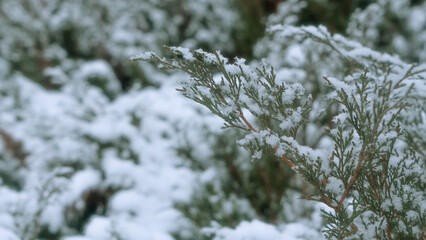 Close-up view of green juniper sprout under snow. Juniper bushes in the snow.