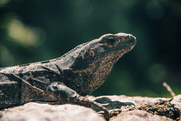bearded dragon lizard