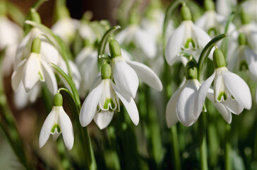 White snowdrops grow in the field in spring in cold February