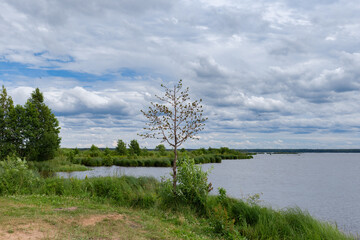 A tree on the shore of the lake. Summer landscape. Cloudy day.