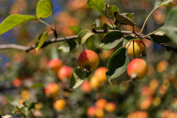 Small ripe red apples on a tree against the blue sky on a sunny summer day. Close-up