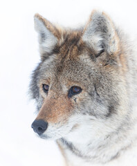 A lone coyote (Canis latrans) isolated on white background closeup in winter snow in Canada