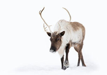 Caribou or reindeer with large antlers isolated on white background walking in the snow in Canada