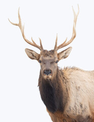 Naklejka na ściany i meble Bull Elk with large antlers isolated against a white background walking in the winter snow in Canada