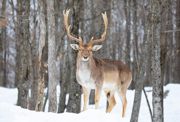Naklejka na ściany i meble Fallow buck deer (Dama dama) with large antlers poses in a winter field in Canada