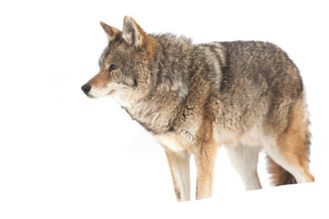 Fototapeta premium Coyote isolated on white background 