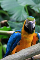 Bird