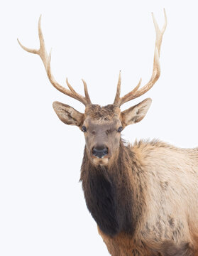 Bull Elk with large antlers isolated against a white background walking in the winter snow in Canada © Jim Cumming