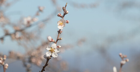  blossoming branch of almond tree.