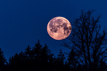 Obrazy na Plexi  Pink Moon über dunklem Nachhimmel