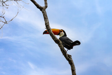 Toucan percehd in a branch in the rain forest of Rio de Janeiro, Brazil. © Gilberto Mesquita