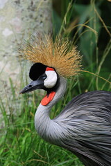 Fototapeta premium Bird