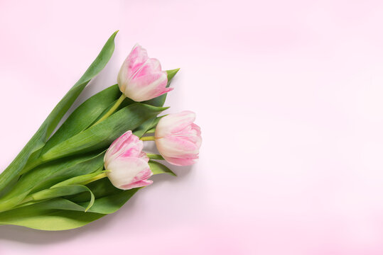 Bouquet light pink tulip flowers on soft pink background
