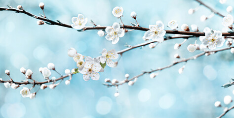 Cherry blossoms tree in Spring on blue sky Background