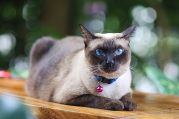 Siamese cat sitting on wooden floor. Thai cat with blue eyes looking at camera. Brown cat on wooden table.