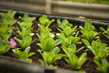 lettuce growing in vegetable garden.The concept of healthy agricultural