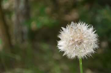 a lonely white fluffy dandelion on a green background
