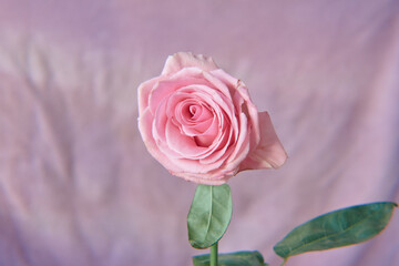single light pink rose on a light pink background