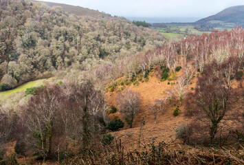 Horner wood on the edge of Exmoor, England with the sea in the distance
