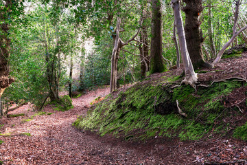 Horner wood, Somerset woodland path in the winter with leaf litter on the ground