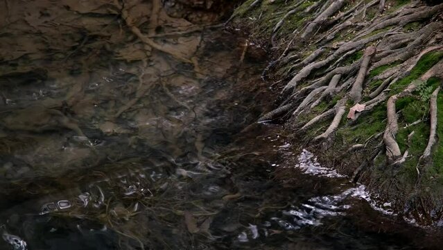 Tree roots in water