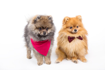 two little pomeranian dogs with pink bandana and bow sitting togehter