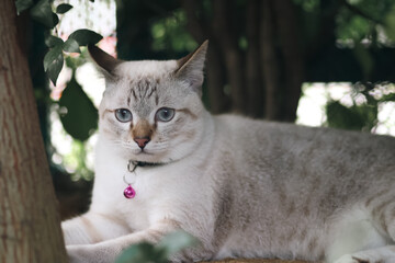 White kittens sitting on green grass in the garden. White cat looking something in the park.Cute pets in the garden.