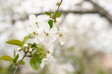 Beautiful branches of white Cherry blossoms on the tree, Beautiful Sakura flowers during spring season in the park