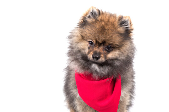 little cute pomeranian dog Puppy with pink bandana