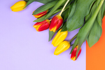 colorful bouquet of spring tulips on two color-orange and violet paper background